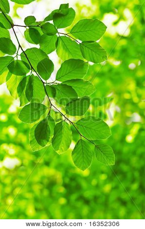 haya verde hojas cerca para arriba