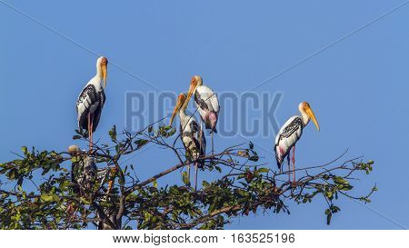 Painted stork in Arugam bay lagoon, Sri Lanka ;specie Mycteria leucocephala family of Ciconiidae