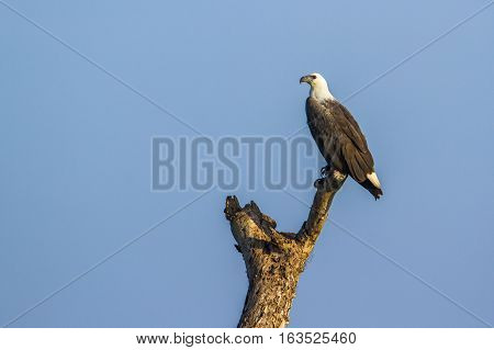 White bellied sea eagle isolated in blue background ; specie Haliaeetus leucogaster family of Accipitridae