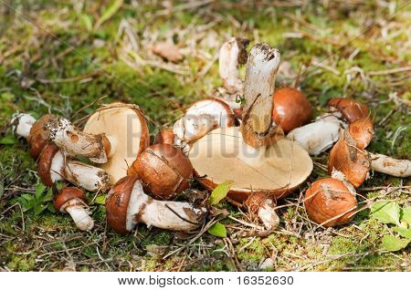 숲 근접 촬영의 boletus luteuses