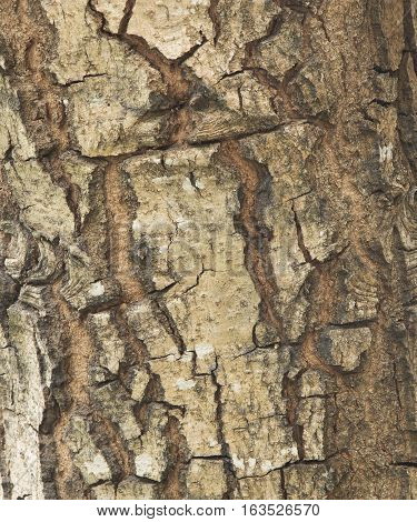 Close up Bark of Tree Texture Background