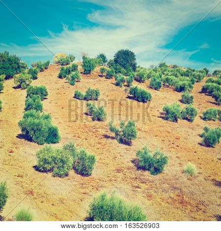 Olive Grove in the Cantabrian Mountains Spain Instagram Effect