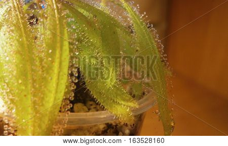 Macro photo of a leaf of Drosera capensis with dew