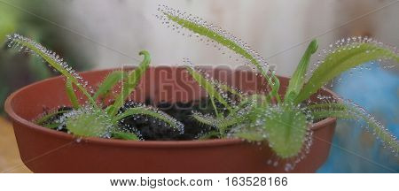 Macro photo of a leaf of Drosera capensis with dew