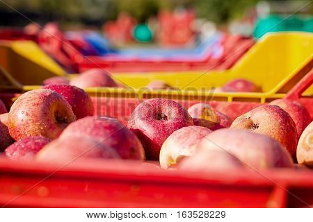 Italian Typical Apples In A Box