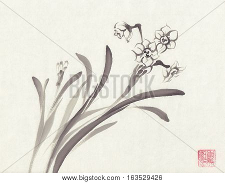 Narcissus in bloom. Ink painted narcissus flowers over white. Blossom collection. Hand drawn illustration.