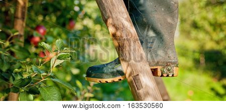 Farmer's boots on a brown wooden ladder