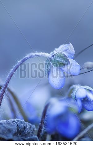 an early blossoming blue anemone or liverleaf