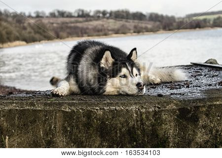 Siberian Husky laying down on reservoir jetty