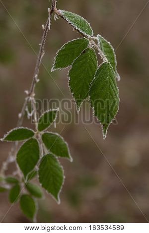 Save
Download Preview
Frozen green leaves of a tree in winter