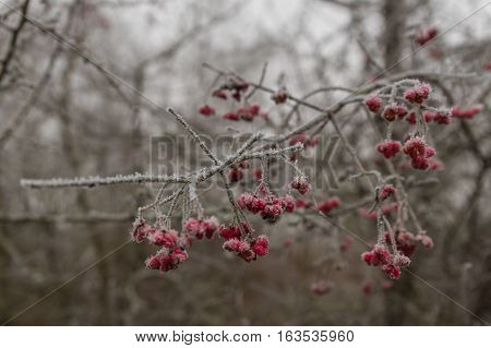 Winter natural ice scene. Frozen plant with blurry background