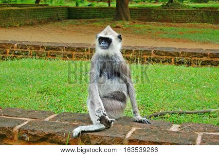 Tufted Gray Langur in the park in Sri lanka