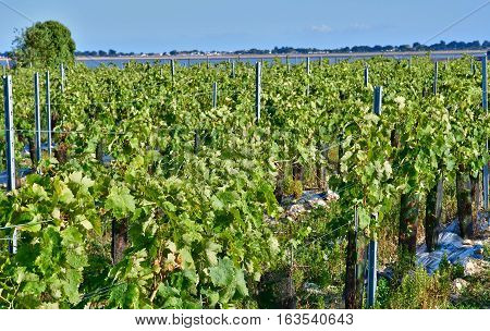 La Flotte France -  vineyard in autumn