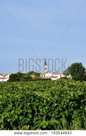 vineyard around the village in autumn