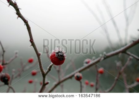 Red rose-hips macro in winter under frost in the cold