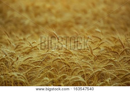 Big ripe gold-brown field yellow wheat at sunset. Grain harvest in the summer.