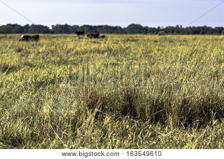 Close up of tufts of grass in a drought stricken pasture with cattle in the background
