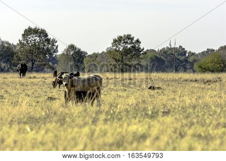 Commercial beef cattle in a flat dormant bermuda grass pasture with blank area in the foreground.