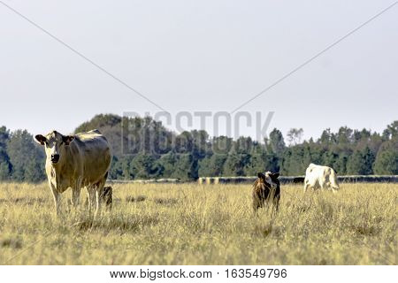 Commercial beef cows in a dormant bermuda grass pasture in November
