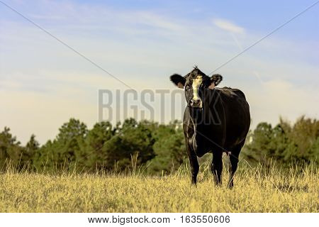 Lone Angus crossbred cow standing in a pasture of brown dormant grass with blue sky