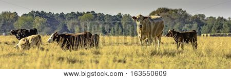 panoramic view of commercial crossbred brood cows and calves in a pasture