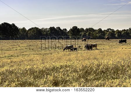 Commercial beef cows and calves in a dormant brown pasture in November