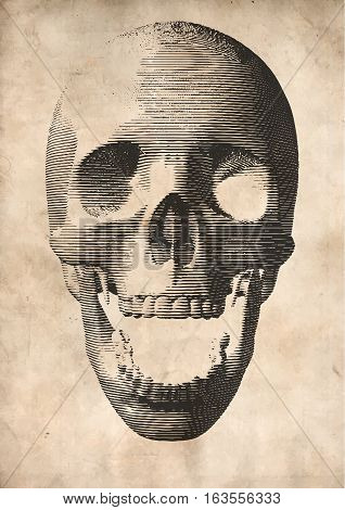 Engraving vector skull illustration in front view on old paper background