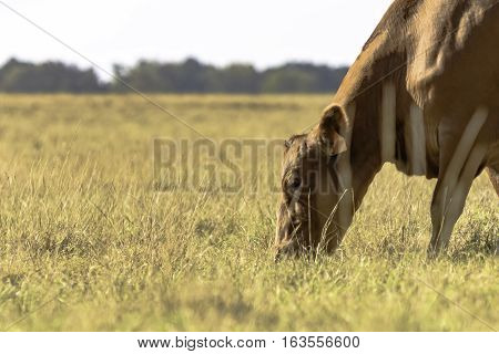 Head and neck of red beef cow grazing brown dormant grass with blank area to the left