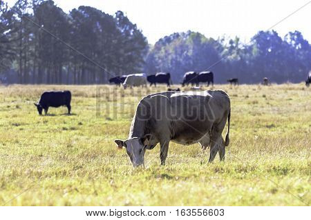 Commercial brood beef cow that has lost weight grazing in a drought-stricken pasture with herdmates in the background