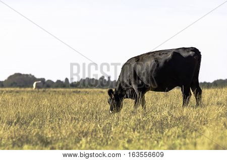 Thin Angus cow grazing in a drought-stricken pasture with blank area to the left