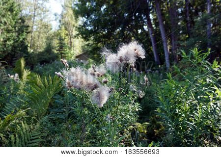 The seed heads of creeping thistle plants (Cirsium arvense), also called the Canada thistle, in a yard in Harbor Springs, Michigan during August.