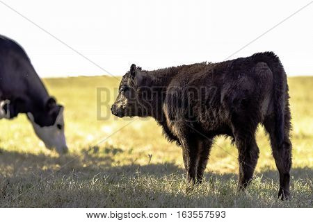 Black Angus crossbred calf standing in a dormant pasture with a grazing cow in the background.