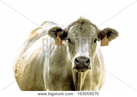 White commercial beef brood cow facing forward from chest up - isolated