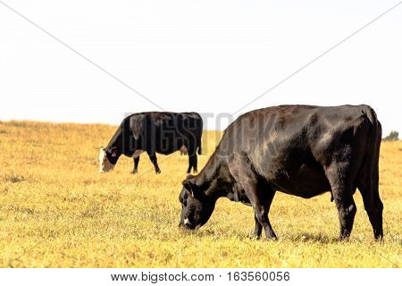 Black Angus crossbred cattle grazing in flat pasture