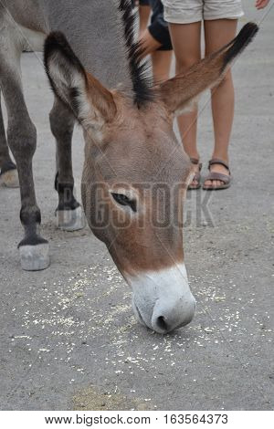 Wild burros roam the old mine town of Oatman, Arizona