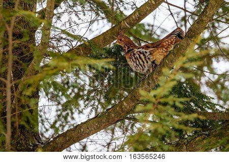 Ruffed grouse (Bonasa umbellus) perched on a branch.