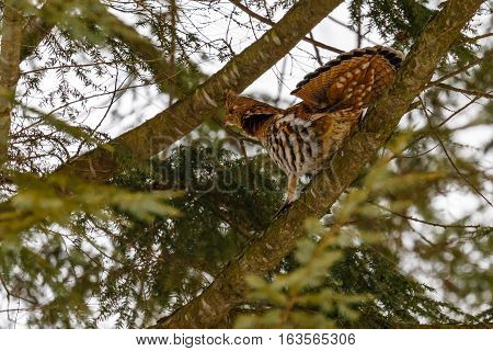 Ruffed grouse (Bonasa umbellus) on a pine branch with fanned tail.