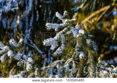Common Redpoll (Carduelis flammea) in a pine tree with hoar frost.