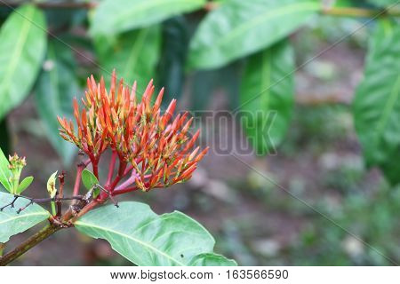 flower spike red Rubiaceae  Ixora coccinea .