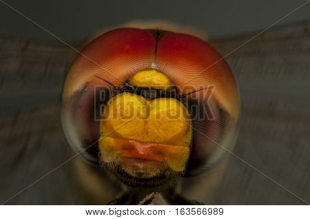 Closeup of the dragonfly extreme eyes macro photo background natural