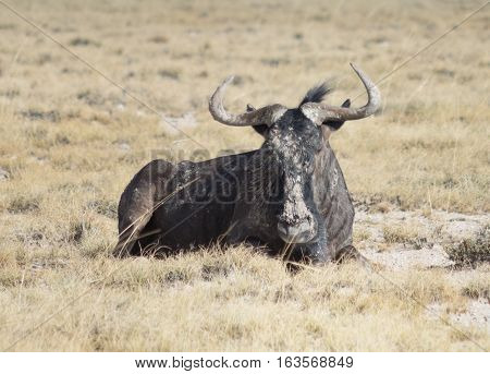Antelope Gnu