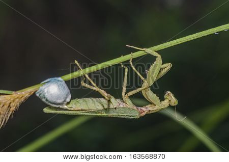 praying mantis, mantises are pro eggs on a tree branch background natural