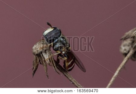 Closeup of a hoverfly on a limb tree background
