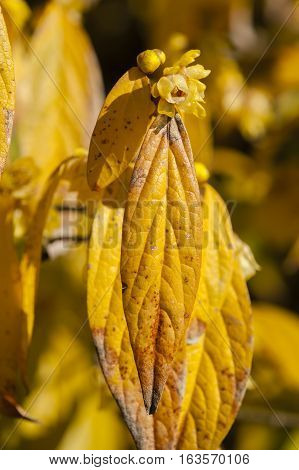 Chimonanthus praecox wintersweet Japanese allspice flowering plant in the genus Chimonanthus of the family Calycanthaceae native to China.
