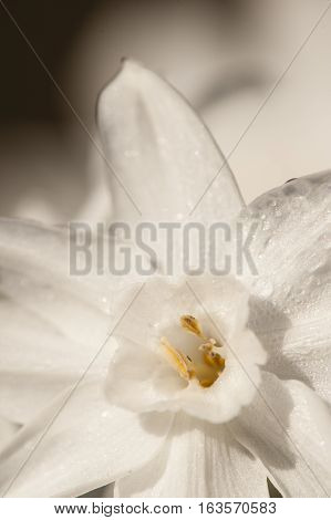Narcissus tazetta paperwhite bunch-flowered Daffodil Chinese sacred lily cream joss flower polyanthus perennial ornamental plant.