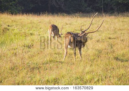 A deer with horns captured in wilpattu national park