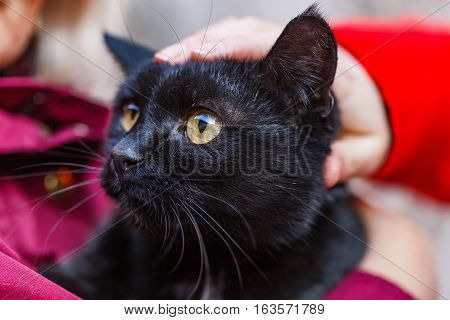 Portrait photo of beautiful friendly black cat