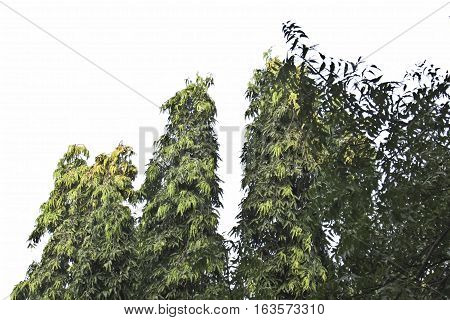 asopalav tree  isolated on white  Polyalthia longifolia