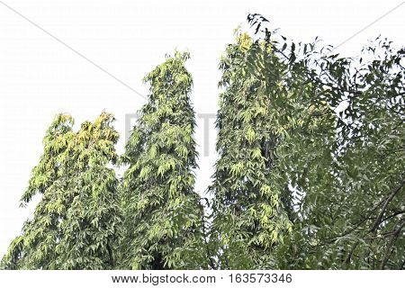 asopalav tree  isolated on white  Polyalthia longifolia