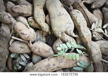 Tamarind (Tamarindus indica) is a leguminous tree in the family Fabaceae indigenous to tropical Africa.